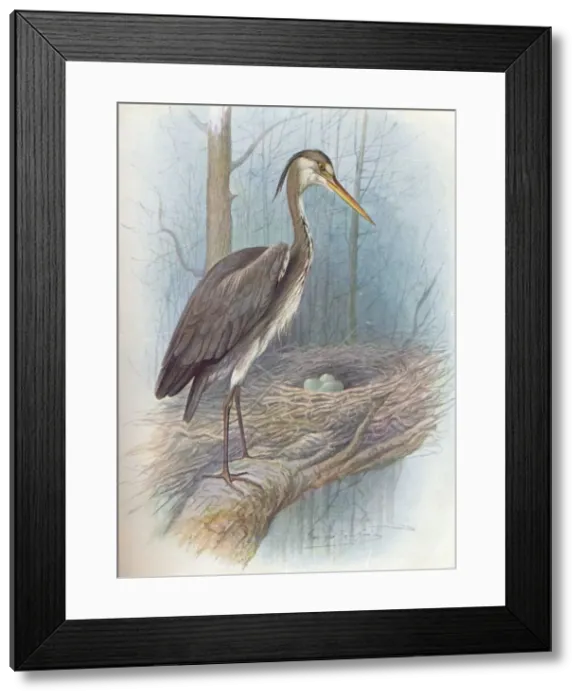 Framed Print : Heron - Ar dea cine rea, c1910, (1910). Artist: George James Rankin Framed Print : Heron - Ar dea cine rea, c1910, (1910). Artist: George James Rankin