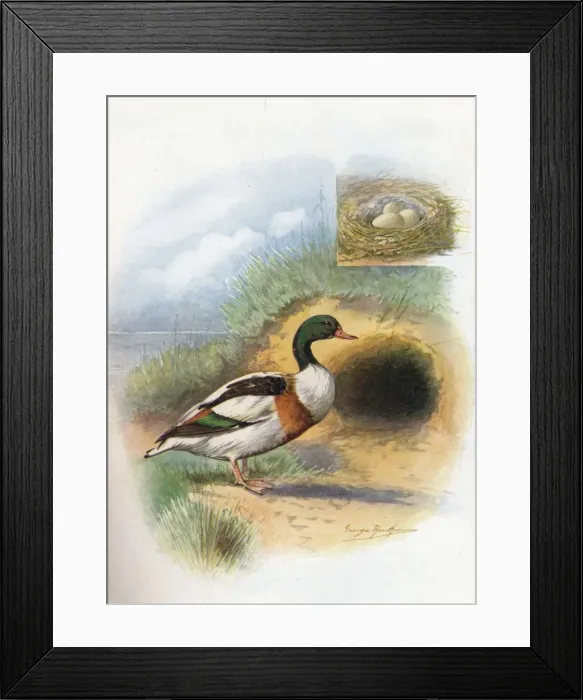 Framed Print : Sheld-Duck or Sheldrake - Tador na cornu ta, c1910, (1910). Artist: George James Rankin Framed Print : Sheld-Duck or Sheldrake - Tador na cornu ta, c1910, (1910). Artist: George James Rankin