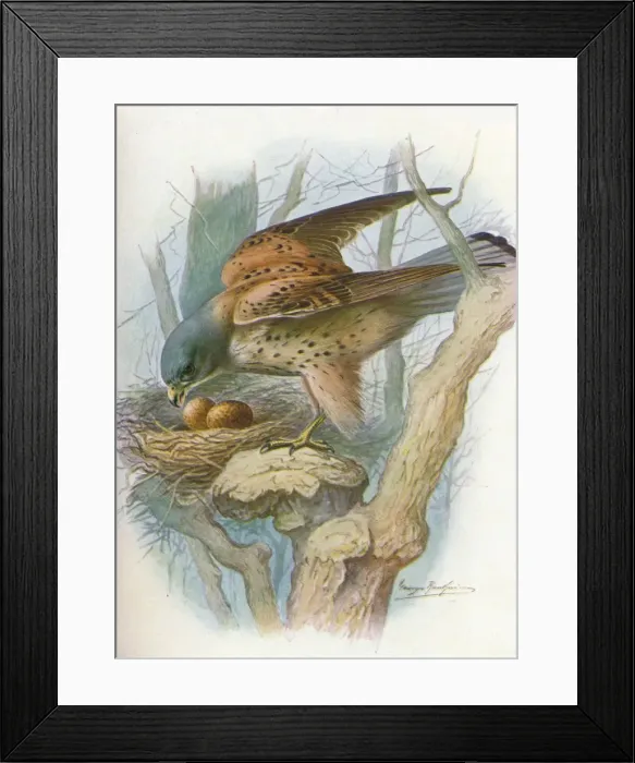 Framed Print : Kestrel - fal co tinnun culus, c1910, (1910). Artist: George James Rankin