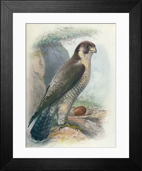 Framed Print : Peregrine Falcon - Fal co peregri nus, c1910, (1910). Artist: George James Rankin Framed Print : Peregrine Falcon - Fal co peregri nus, c1910, (1910). Artist: George James Rankin