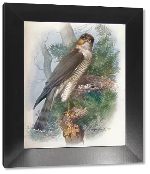 Sparrow-Hawk - Accip iter ni sus, c1910, (1910). Artist: George James Rankin