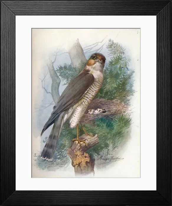 Framed Print : Sparrow-Hawk - Accip iter ni sus, c1910, (1910). Artist: George James Rankin Framed Print : Sparrow-Hawk - Accip iter ni sus, c1910, (1910). Artist: George James Rankin