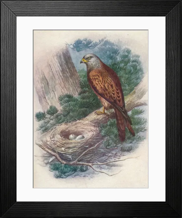 Framed Print : Kite - Mil vus icti nus, c1910, (1910). Artist: George James Rankin Framed Print : Kite - Mil vus icti nus, c1910, (1910). Artist: George James Rankin
