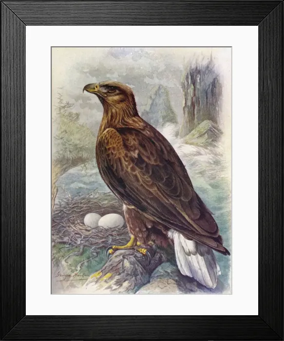 Framed Print : White-Tailed or Sea-Eagle - Halia etus albicil la, c1910, (1910). Artist: George James Rankin Framed Print : White-Tailed or Sea-Eagle - Halia etus albicil la, c1910, (1910). Artist: George James Rankin