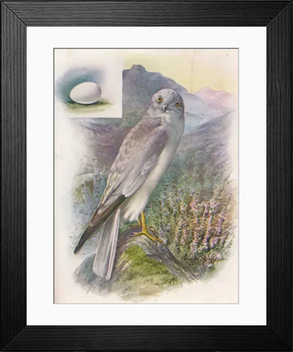 Framed Print : Hen-Harrier - Cir cus cyan eus, c1910, (1910). Artist: George James Rankin Framed Print : Hen-Harrier - Cir cus cyan eus, c1910, (1910). Artist: George James Rankin