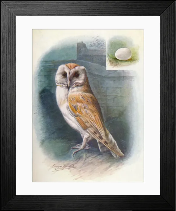 Framed Print : Barn-Owl - Strix flam mea, c1910, (1910). Artist: George James Rankin Framed Print : Barn-Owl - Strix flam mea, c1910, (1910). Artist: George James Rankin
