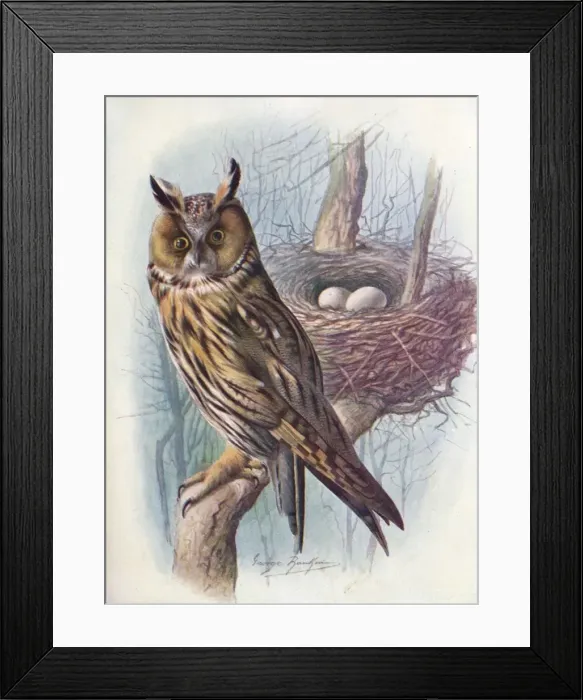 Framed Print : Long-Eared Owl - As io o tus, c1910, (1910). Artist: George James Rankin Framed Print : Long-Eared Owl - As io o tus, c1910, (1910). Artist: George James Rankin