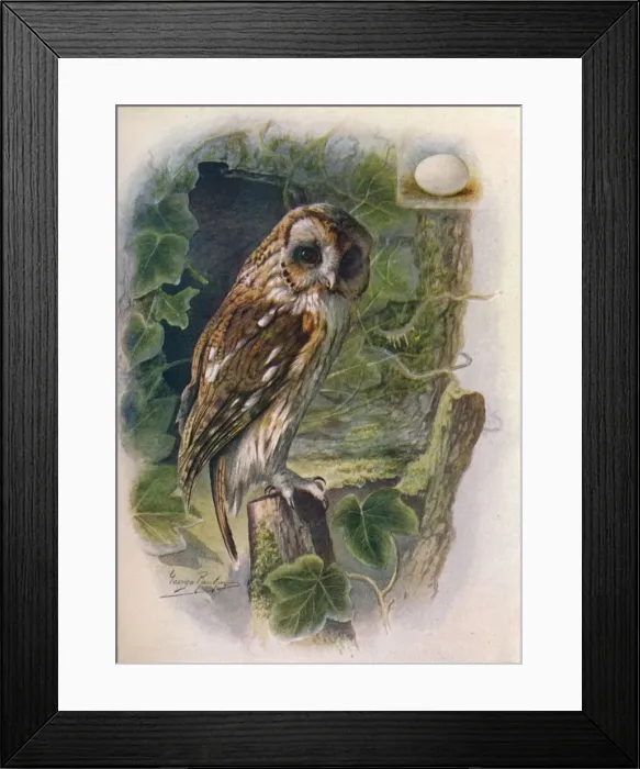 Framed Print : Tawny or Brown Owl - Syrn ium alu co, c1910, (1910). Artist: George James Rankin Framed Print : Tawny or Brown Owl - Syrn ium alu co, c1910, (1910). Artist: George James Rankin
