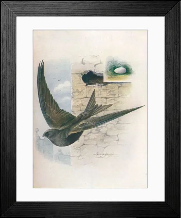 Framed Print : Swift - Cyp selus a pus, c1910, (1910). Artist: George James Rankin