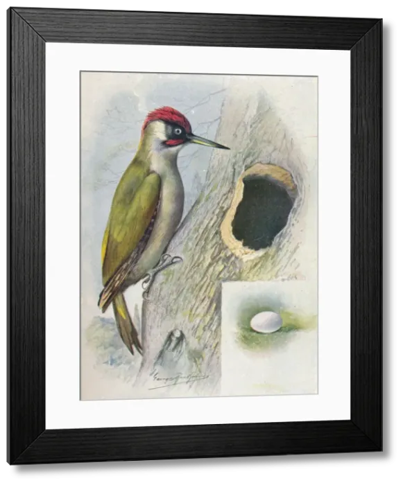 Framed Print : Green Woodpecker - Geci nus vir idis, c1910, (1910). Artist: George James Rankin Framed Print : Green Woodpecker - Geci nus vir idis, c1910, (1910). Artist: George James Rankin