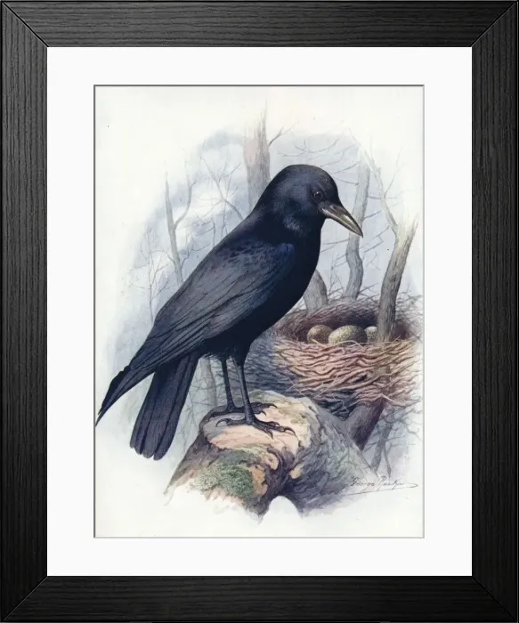 Framed Print : Carrion-Crow - Cor vus coro ne, c1910, (1910). Artist: George James Rankin Framed Print : Carrion-Crow - Cor vus coro ne, c1910, (1910). Artist: George James Rankin
