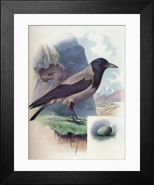 Framed Print : Hooded Crow - Cor vus cor nix, c1910, (1910). Artist: George James Rankin Framed Print : Hooded Crow - Cor vus cor nix, c1910, (1910). Artist: George James Rankin