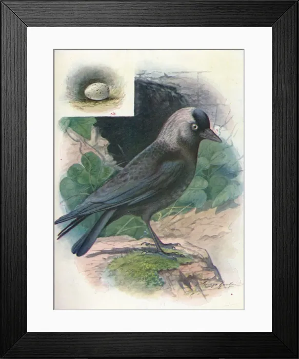 Framed Print : Jackdaw - Cor vus moned ula, c1910, (1910). Artist: George James Rankin Framed Print : Jackdaw - Cor vus moned ula, c1910, (1910). Artist: George James Rankin
