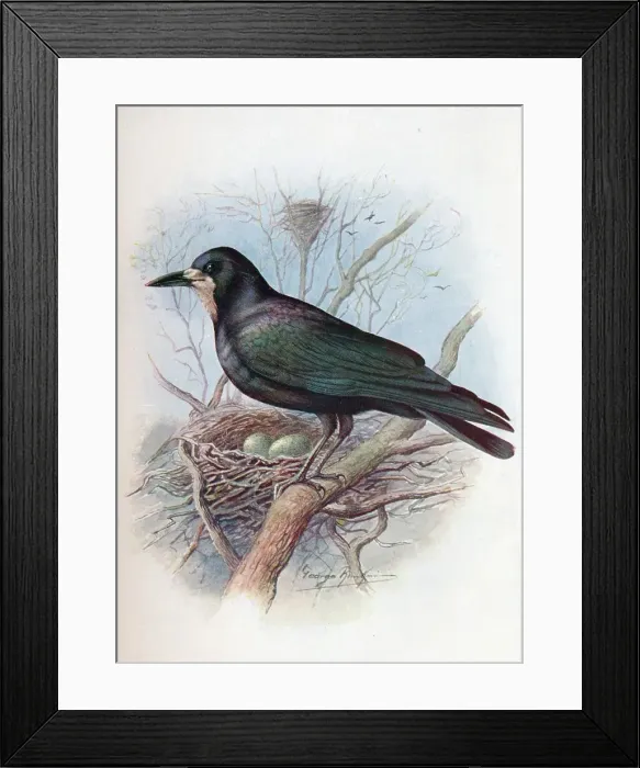 Framed Print : Rook - Cor vus frugil egus, c1910, (1910). Artist: George James Rankin Framed Print : Rook - Cor vus frugil egus, c1910, (1910). Artist: George James Rankin