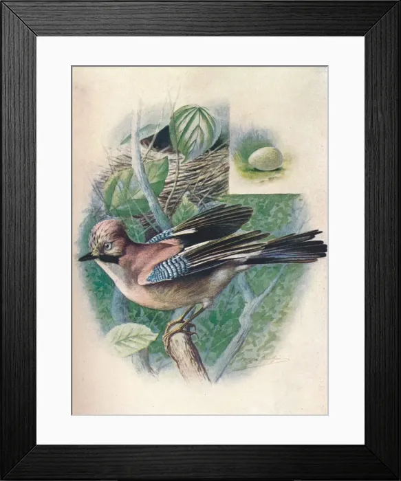 Framed Print : Jay- Gar rulus glanda rius, c1910, (1910). Artist: George James Rankin