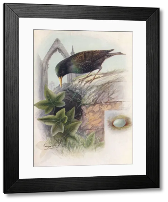 Framed Print : Starling - Stur nus vulga ris, c1910, (1910). Artist: George James Rankin Framed Print : Starling - Stur nus vulga ris, c1910, (1910). Artist: George James Rankin