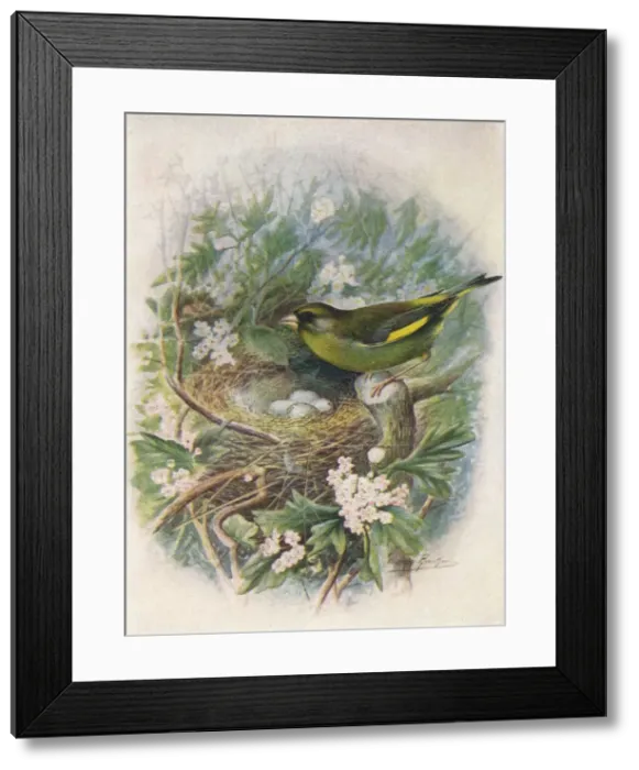 Framed Print : Greenfinch - Liguri nus chlo ris, c1910, (1910). Artist: George James Rankin Framed Print : Greenfinch - Liguri nus chlo ris, c1910, (1910). Artist: George James Rankin
