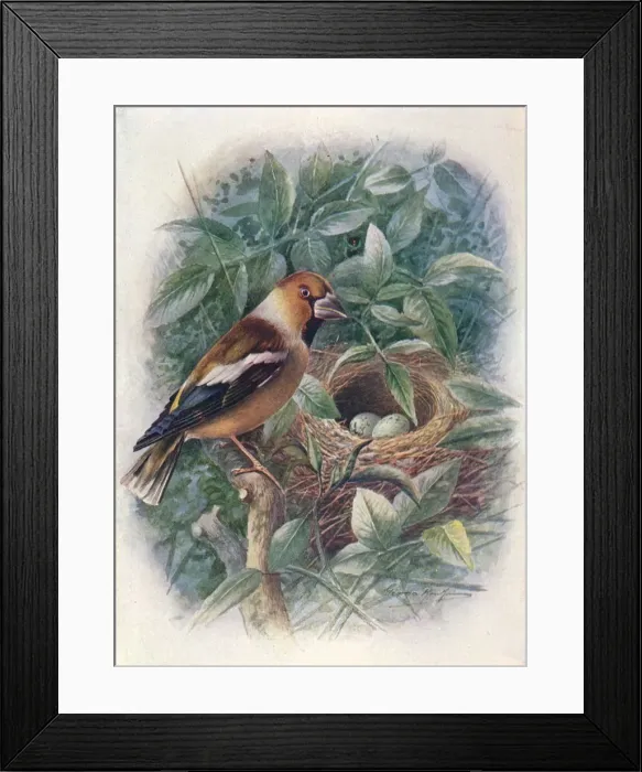 Framed Print : Hawfinch - Coccothraus tes vulga ris, c1910, (1910). Artist: George James Rankin Framed Print : Hawfinch - Coccothraus tes vulga ris, c1910, (1910). Artist: George James Rankin