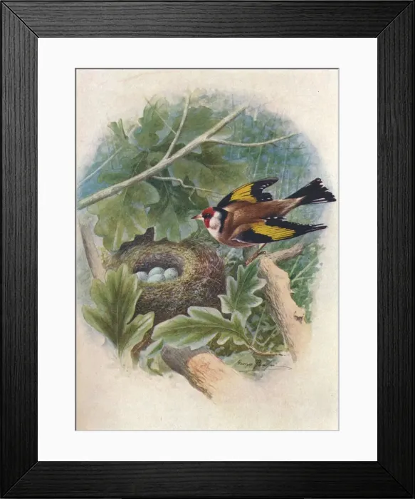 Framed Print : Goldfinch - Cardue lis el egans, c1910, (1910). Artist: George James Rankin Framed Print : Goldfinch - Cardue lis el egans, c1910, (1910). Artist: George James Rankin
