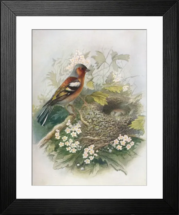 Framed Print : Chaffinch - Fringil la coe lebs, c1910, (1910). Artist: George James Rankin Framed Print : Chaffinch - Fringil la coe lebs, c1910, (1910). Artist: George James Rankin
