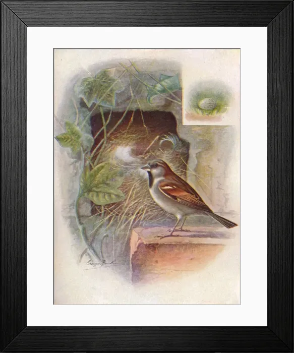 Framed Print : House-Sparrow -- Pas ser domes ticus, c1910, (1910). Artist: George James Rankin Framed Print : House-Sparrow -- Pas ser domes ticus, c1910, (1910). Artist: George James Rankin