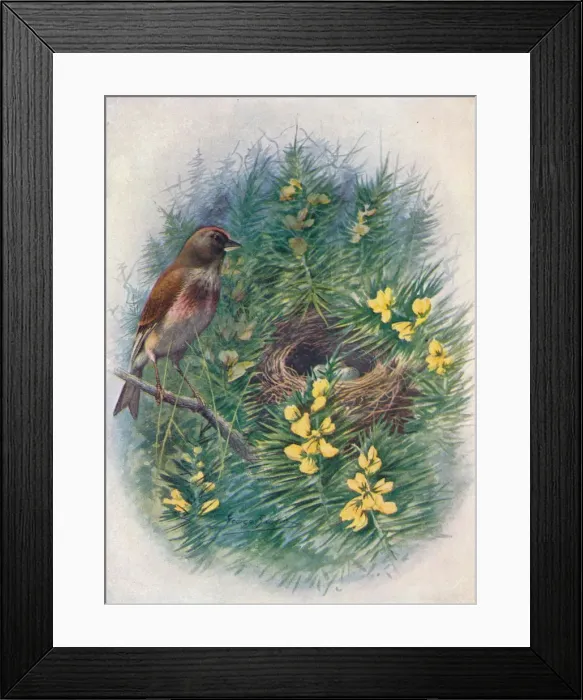 Framed Print : Linnet - Lino ta cannab ina, c1910, (1910). Artist: George James Rankin Framed Print : Linnet - Lino ta cannab ina, c1910, (1910). Artist: George James Rankin