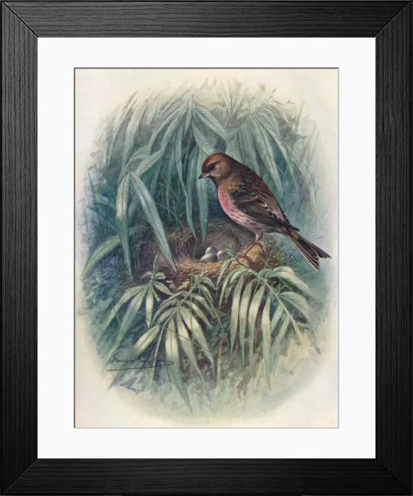 Framed Print : Lesser Redpoll - Lino ta rufes cens, c1910, (1910). Artist: George James Rankin Framed Print : Lesser Redpoll - Lino ta rufes cens, c1910, (1910). Artist: George James Rankin