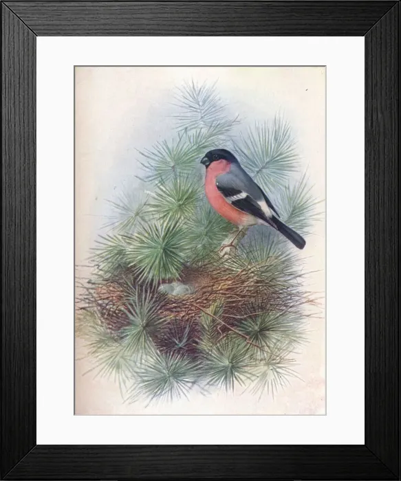 Framed Print : Bullfinch - Pyr rhua europae a, c1910, (1910). Artist: George James Rankin Framed Print : Bullfinch - Pyr rhua europae a, c1910, (1910). Artist: George James Rankin