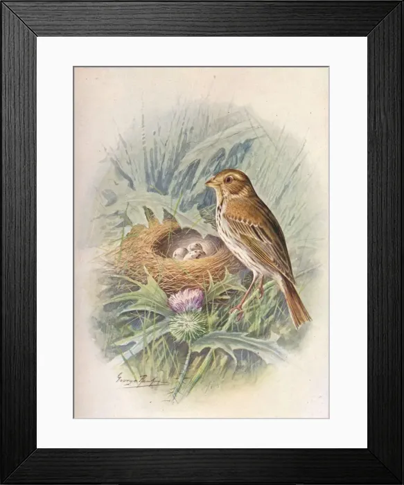 Framed Print : Corn-Bunting - Emberi za milia ria, c1910, (1910). Artist: George James Rankin Framed Print : Corn-Bunting - Emberi za milia ria, c1910, (1910). Artist: George James Rankin