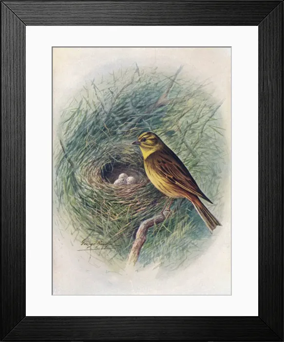 Framed Print : Yellow-Hammer or Yellow-Bunting - Emberi za citrinel la, c1910, (1910). Artist: George James Rankin Framed Print : Yellow-Hammer or Yellow-Bunting - Emberi za citrinel la, c1910, (1910). Artist: George James Rankin