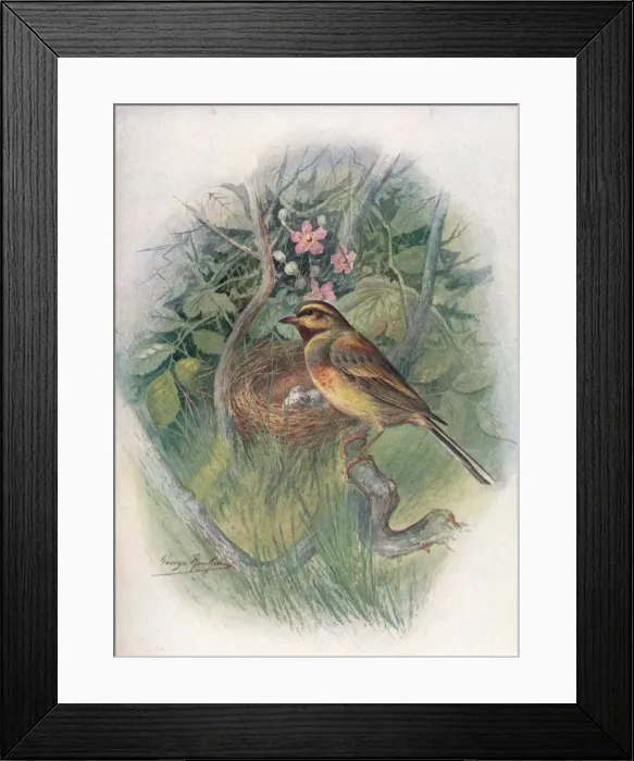 Framed Print : Cirl-Bunting - Emberi za cirl us, c1910, (1910). Artist: George James Rankin Framed Print : Cirl-Bunting - Emberi za cirl us, c1910, (1910). Artist: George James Rankin