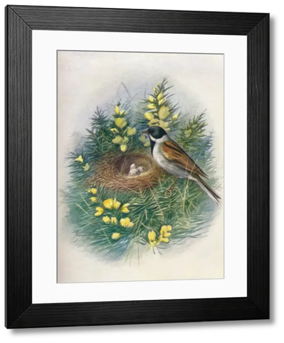 Framed Print : Reed Bunting - Embri za schoe niclus, c1910, (1910). Artist: George James Rankin Framed Print : Reed Bunting - Embri za schoe niclus, c1910, (1910). Artist: George James Rankin