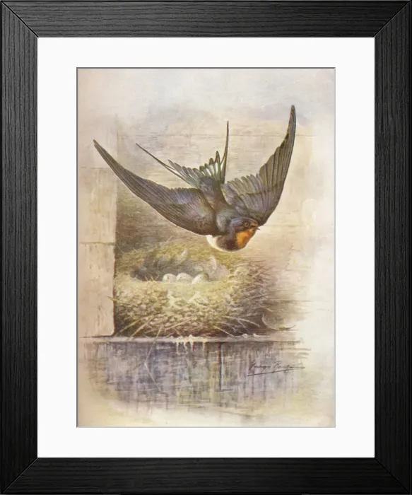 Framed Print : Swallow - Hirun do rus tica, c1910, (1910). Artist: George James Rankin Framed Print : Swallow - Hirun do rus tica, c1910, (1910). Artist: George James Rankin