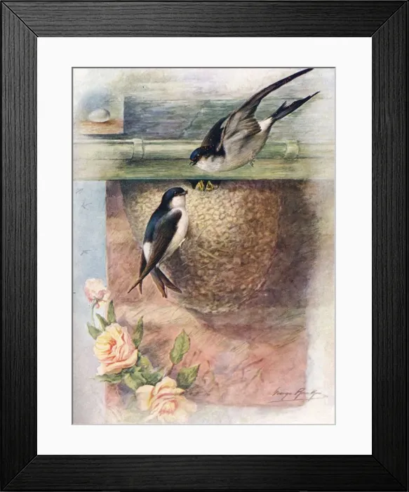 Framed Print : Martin - chel idon ur bica, c1910, (1910). Artist: George James Rankin Framed Print : Martin - chel idon ur bica, c1910, (1910). Artist: George James Rankin