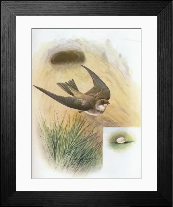 Framed Print : Sand-Martin - Cot ile ripa ria, c1910, (1910). Artist: George James Rankin Framed Print : Sand-Martin - Cot ile ripa ria, c1910, (1910). Artist: George James Rankin