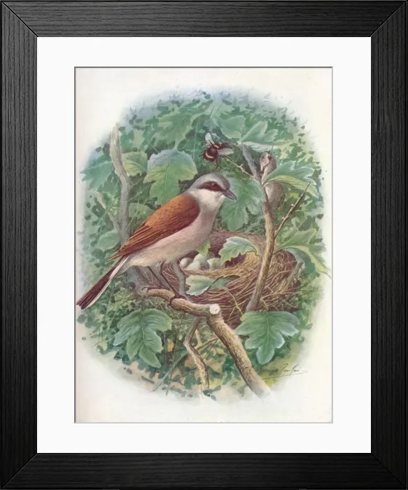 Framed Print : Red-Backed Shrike - La nius collu rio, c1910, (1910). Artist: George James Rankin Framed Print : Red-Backed Shrike - La nius collu rio, c1910, (1910). Artist: George James Rankin