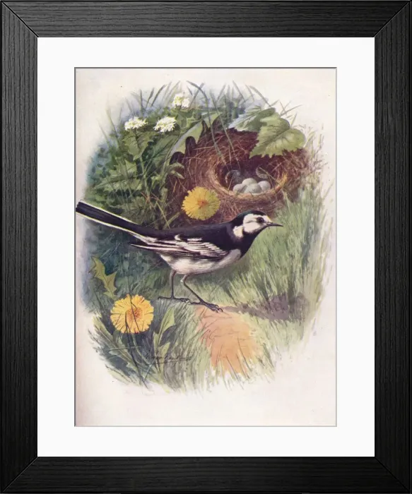 Framed Print : Pied Wagtail - Motacil la lu gubris, c1910, (1910). Artist: George James Rankin Framed Print : Pied Wagtail - Motacil la lu gubris, c1910, (1910). Artist: George James Rankin
