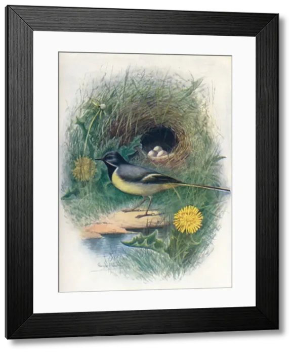 Framed Print : Gray Wagtail - Motacil la melano pe, c1910, (1910). Artist: George James Rankin Framed Print : Gray Wagtail - Motacil la melano pe, c1910, (1910). Artist: George James Rankin