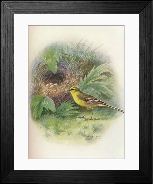 Framed Print : Yellow Wagtail - Motacil la rai i, c1910, (1910). Artist: George James Rankin Framed Print : Yellow Wagtail - Motacil la rai i, c1910, (1910). Artist: George James Rankin