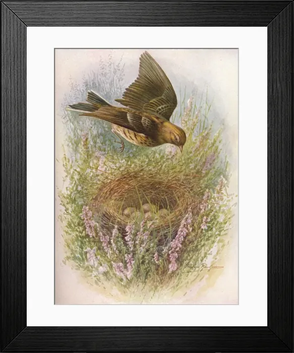 Framed Print : Meadow-Pipit or Titlark - An thus praten sis, c1910, (1910). Artist: George James Rankin Framed Print : Meadow-Pipit or Titlark - An thus praten sis, c1910, (1910). Artist: George James Rankin