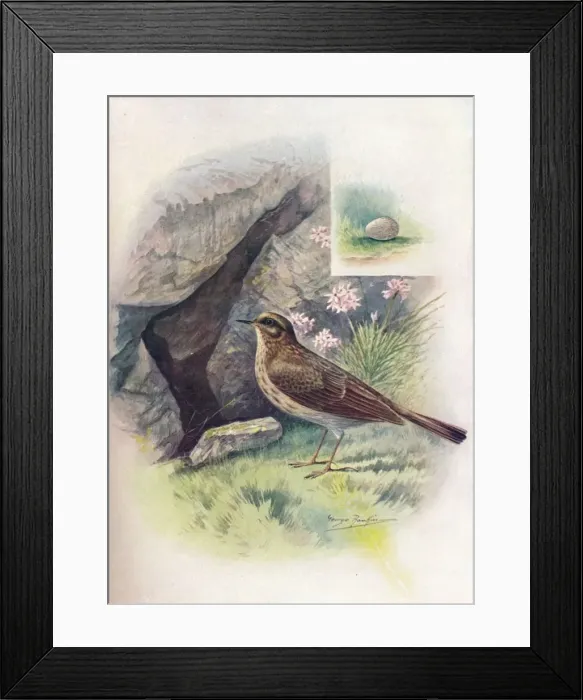 Framed Print : Rock-Pipit - An thus obscu rus, c1910, (1910). Artist: George James Rankin Framed Print : Rock-Pipit - An thus obscu rus, c1910, (1910). Artist: George James Rankin