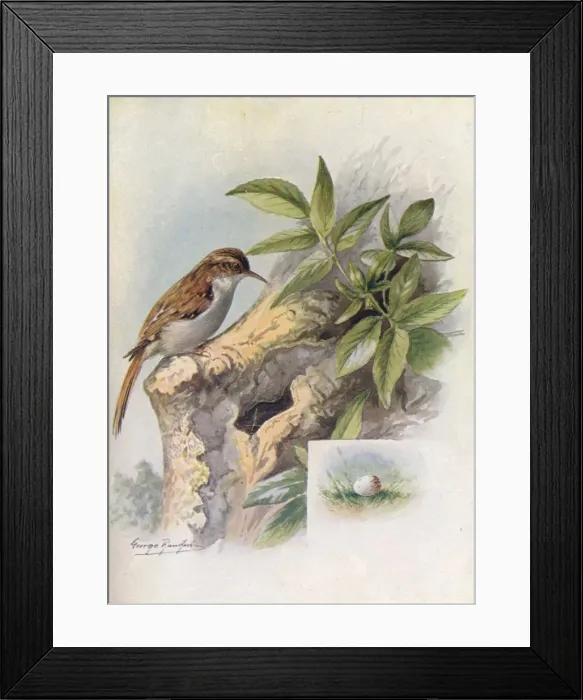 Framed Print : Tree-Creeper - Cer thia familia ris, c1910, (1910). Artist: George James Rankin Framed Print : Tree-Creeper - Cer thia familia ris, c1910, (1910). Artist: George James Rankin