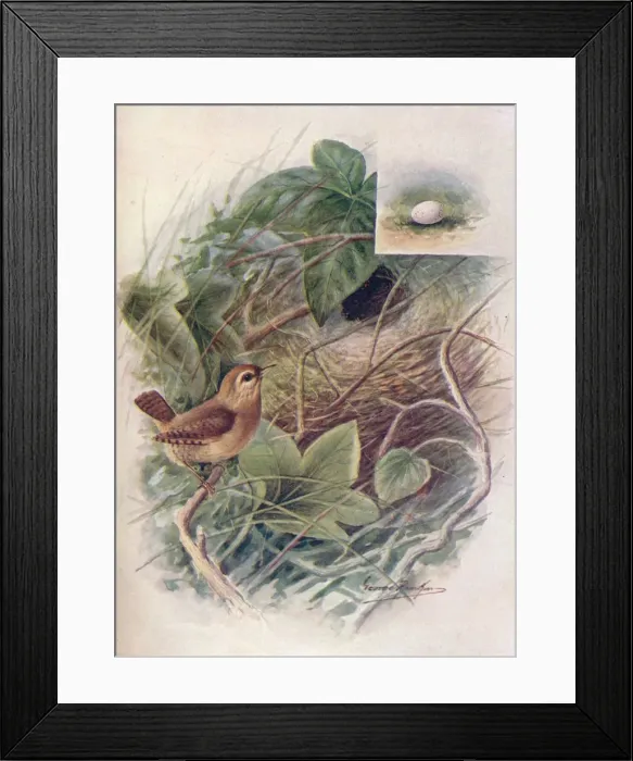 Framed Print : Wren - Troglod ytes par vulus, c1910, (1910). Artist: George James Rankin Framed Print : Wren - Troglod ytes par vulus, c1910, (1910). Artist: George James Rankin
