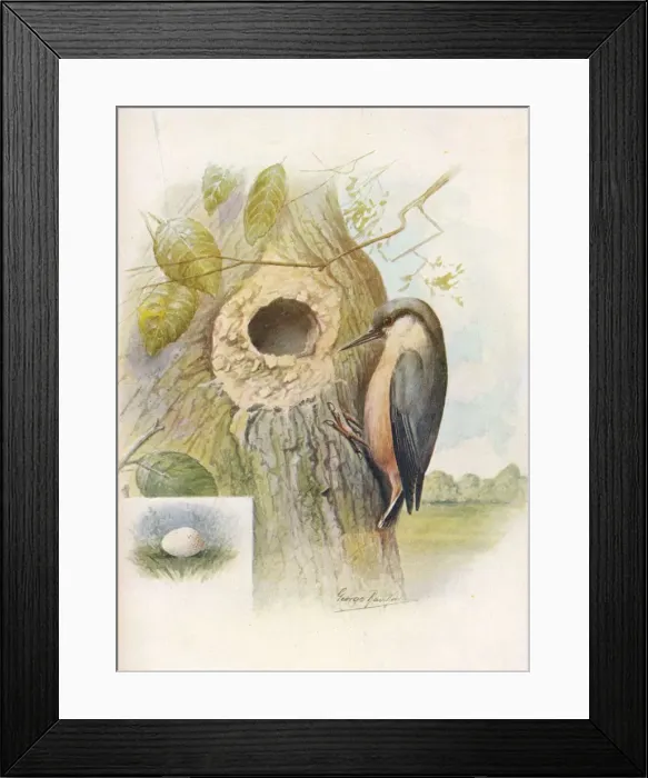 Framed Print : Nut-Hatch - Sit ta cae sia, c1910, (1910). Artist: George James Rankin Framed Print : Nut-Hatch - Sit ta cae sia, c1910, (1910). Artist: George James Rankin