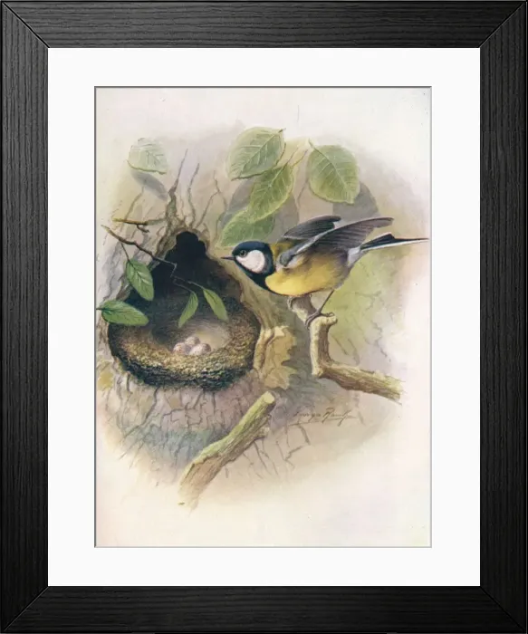 Framed Print : Great Tit - Pa rus m ajor, c1910, (1910). Artist: George James Rankin Framed Print : Great Tit - Pa rus m ajor, c1910, (1910). Artist: George James Rankin
