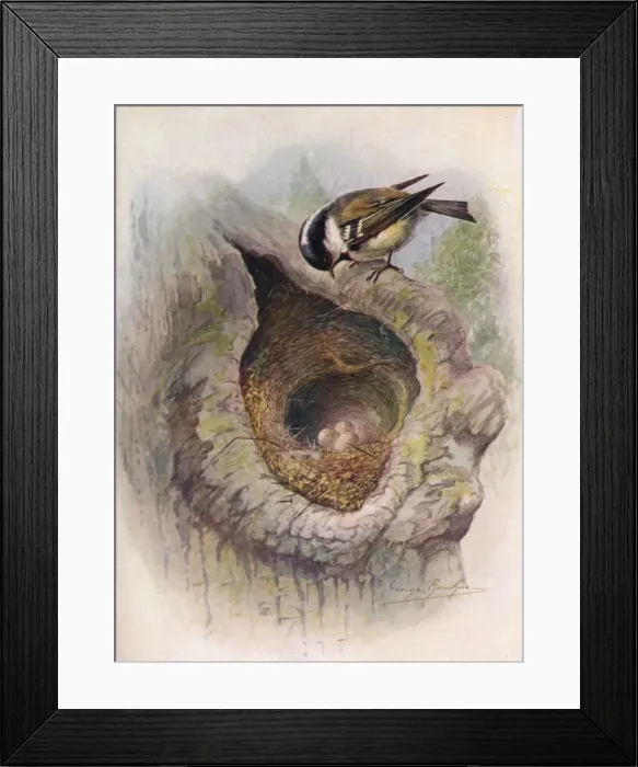 Framed Print : Coal-Tit - Pa rus at er, c1910, (1910). Artist: George James Rankin Framed Print : Coal-Tit - Pa rus at er, c1910, (1910). Artist: George James Rankin