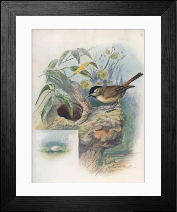 Framed Print : Marsh-Tit - Pa rus palus tris, c1910, (1910). Artist: George James Rankin Framed Print : Marsh-Tit - Pa rus palus tris, c1910, (1910). Artist: George James Rankin