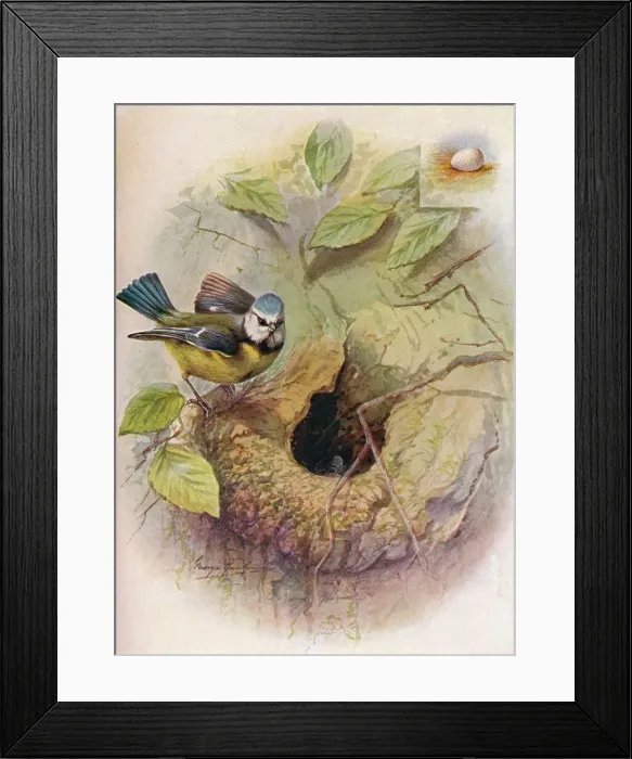 Framed Print : Blue Tit - Pa rus caeru leus, c1910, (1910). Artist: George James Rankin Framed Print : Blue Tit - Pa rus caeru leus, c1910, (1910). Artist: George James Rankin