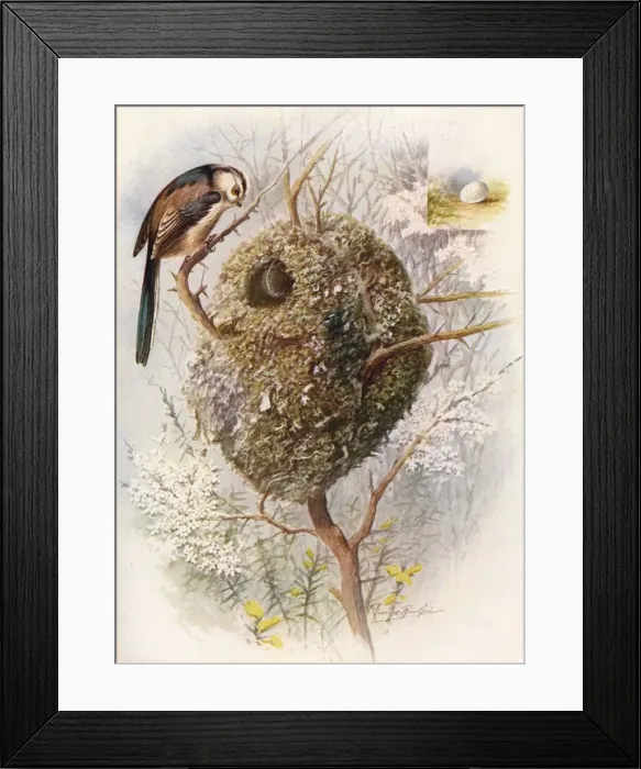 Framed Print : Long-Tailed Tit - Acred ula cauda ta, c1910, (1910). Artist: George James Rankin Framed Print : Long-Tailed Tit - Acred ula cauda ta, c1910, (1910). Artist: George James Rankin