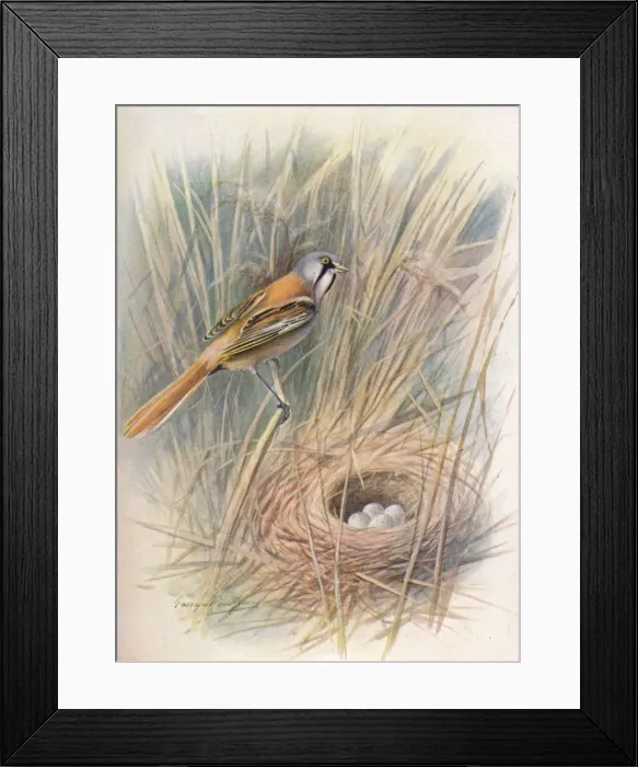 Framed Print : Bearded-Tit or Reedling - Panu rus biar micus, c1910, (1910). Artist: George James Rankin Framed Print : Bearded-Tit or Reedling - Panu rus biar micus, c1910, (1910). Artist: George James Rankin